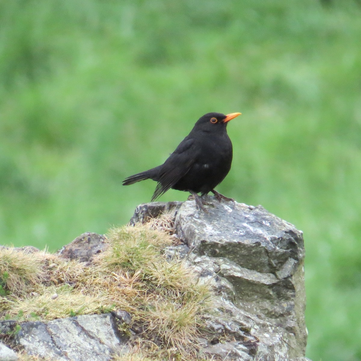 Eurasian Blackbird - ML60788761