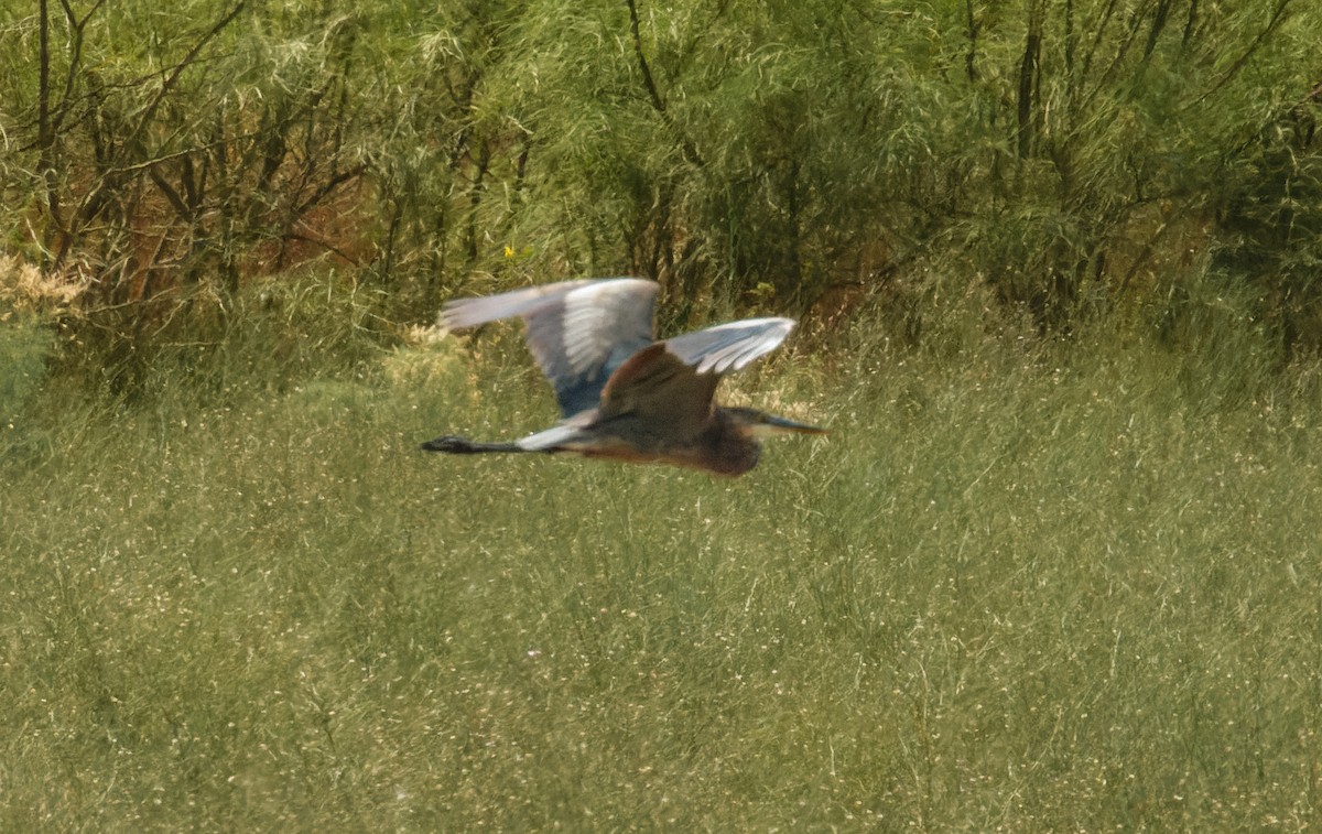 Great Blue Heron - ML607887771