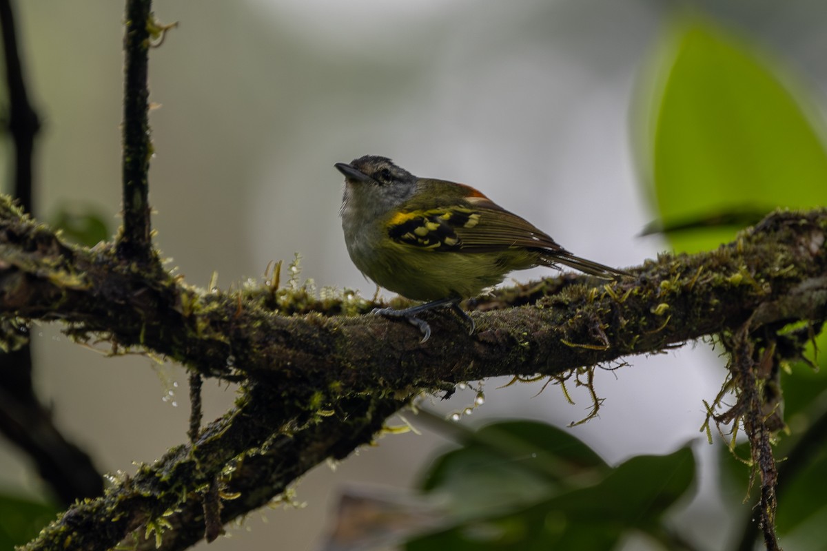 Rufous-rumped Antwren - Neil Broekhuizen