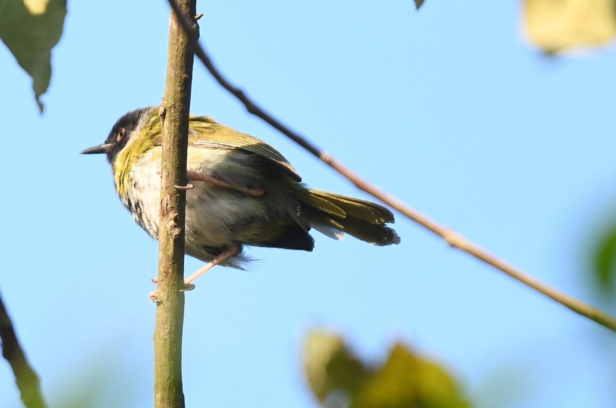 Black-faced Apalis - Frank Hawkins