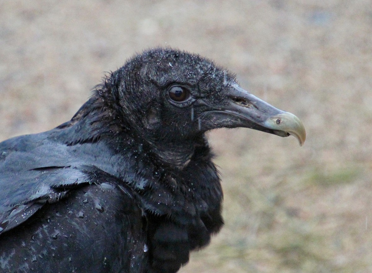 Black Vulture - ML607889171