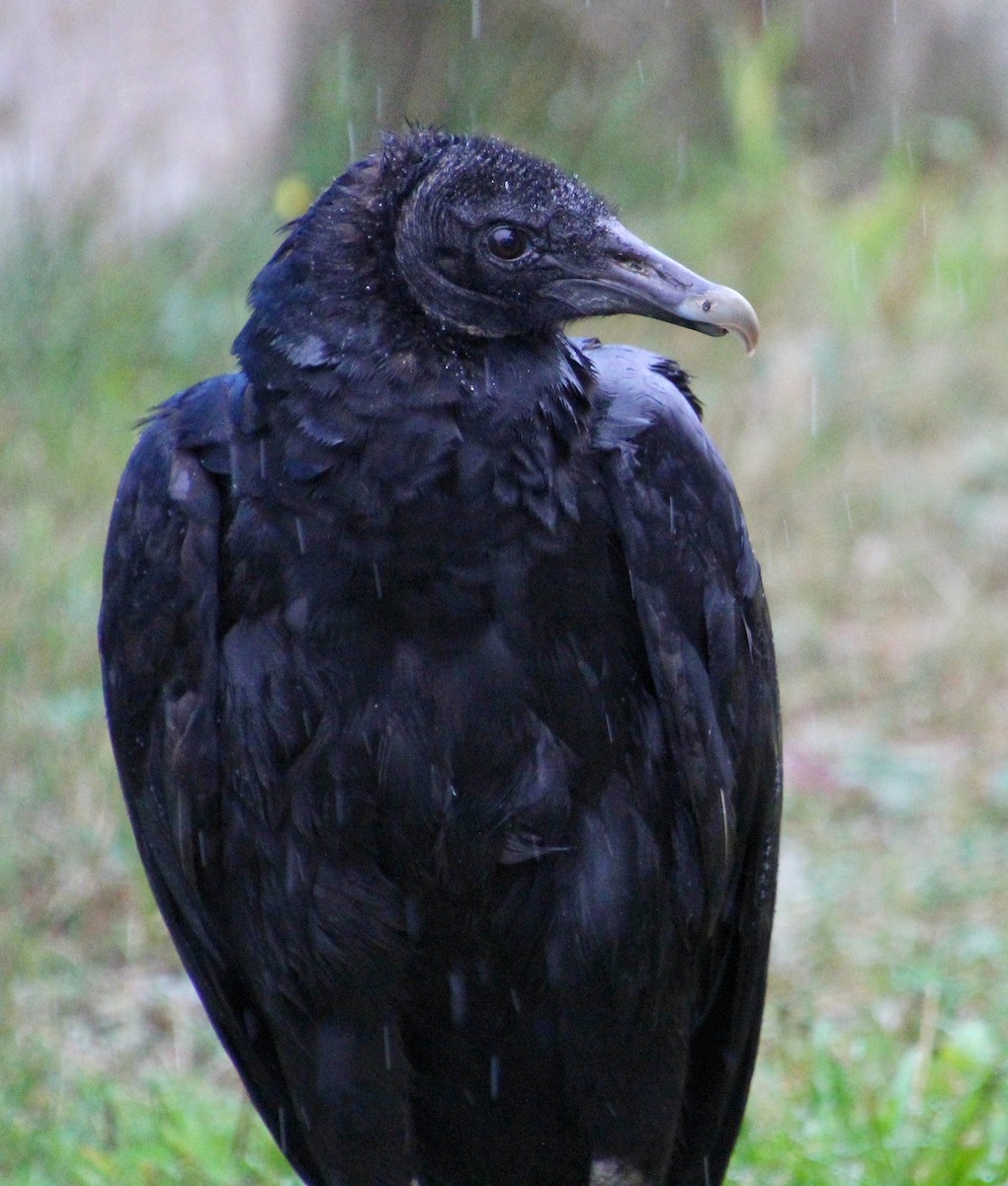 Black Vulture - Caroline Gagnon