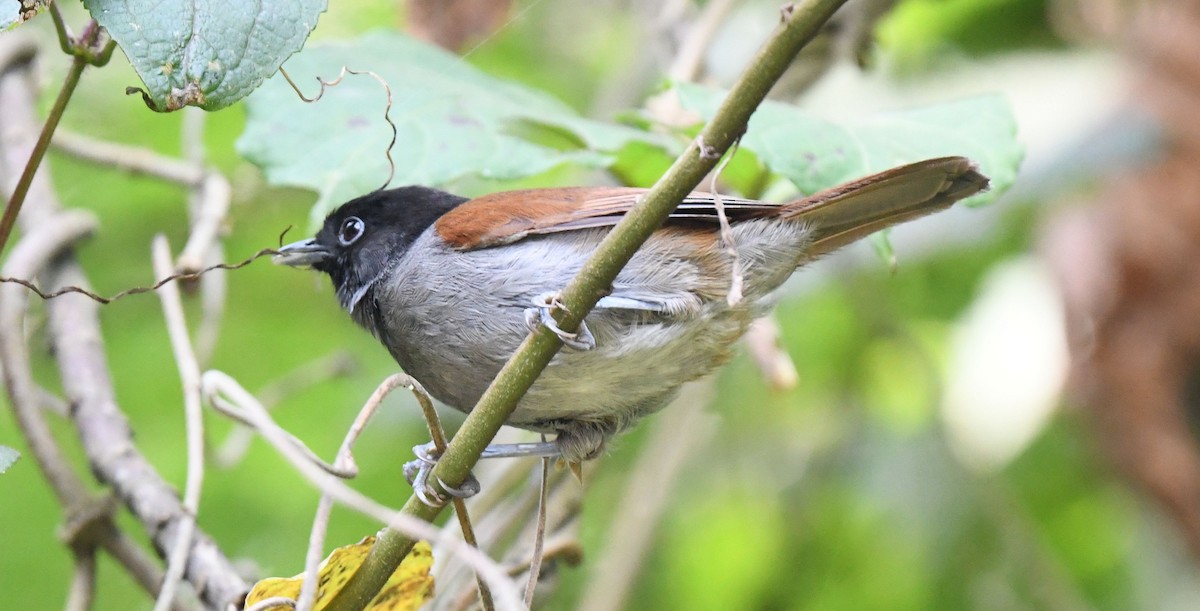 Rwenzori Hill Babbler - Frank Hawkins