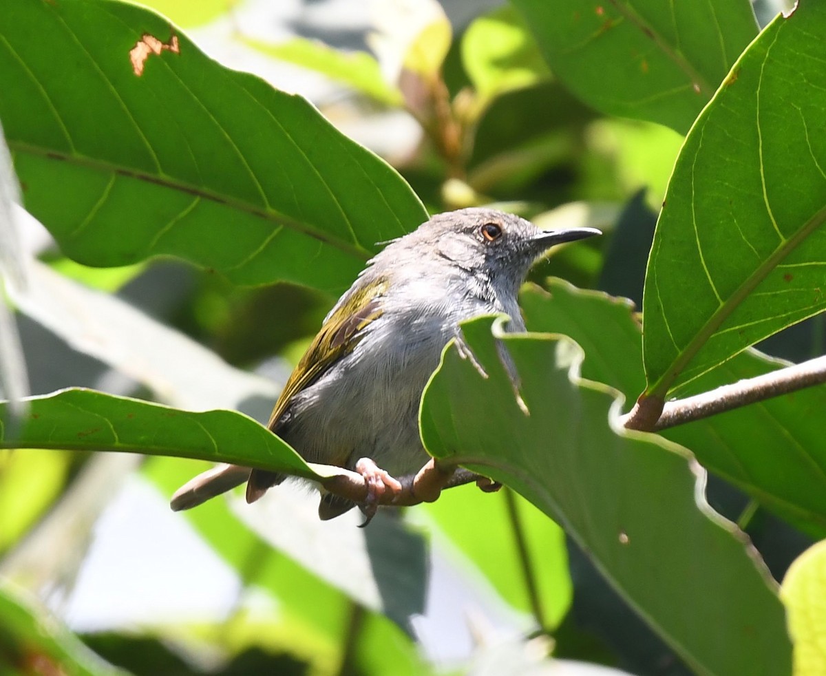 Green-backed Camaroptera - Frank Hawkins