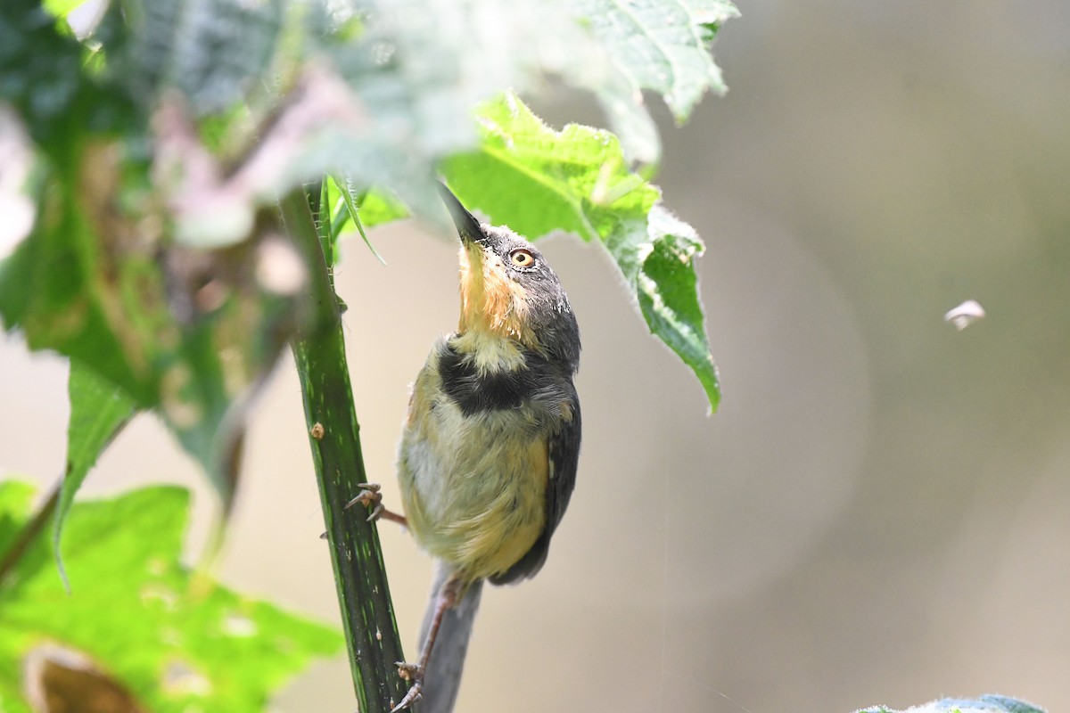 Apalis del Ruwenzori - ML607891091