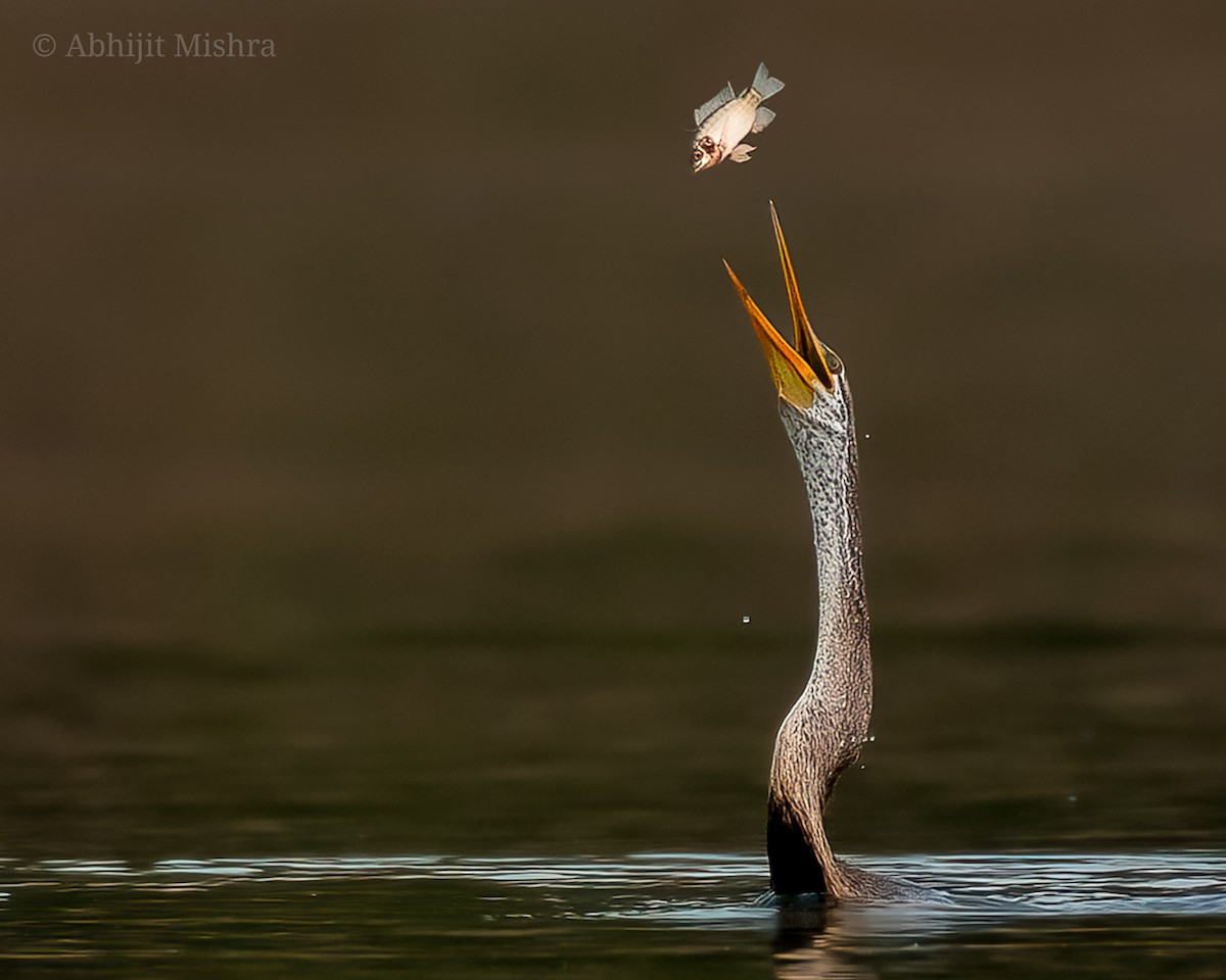 Oriental Darter - ML607891701