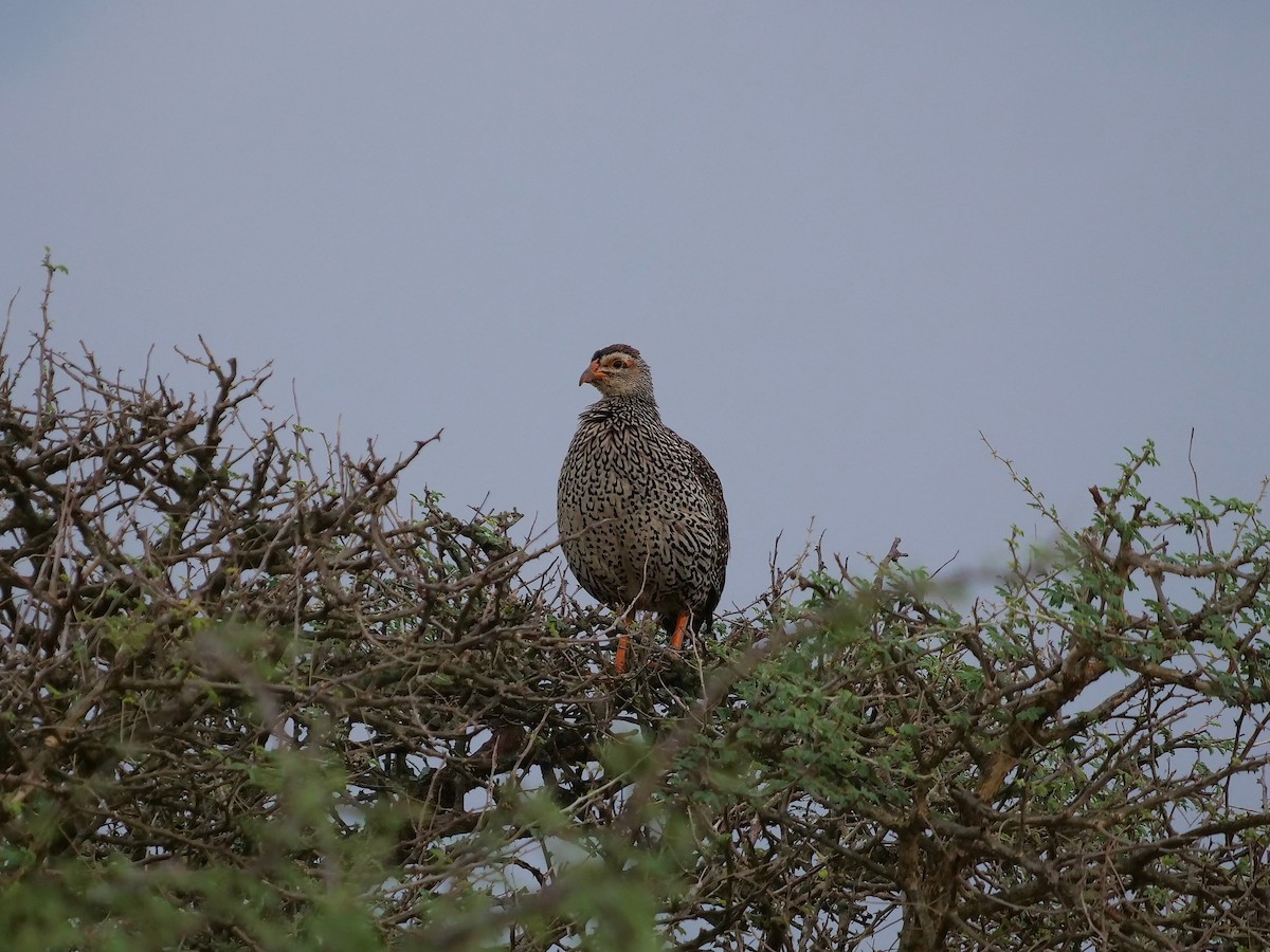 Heuglin's Spurfowl - Tim Boucher