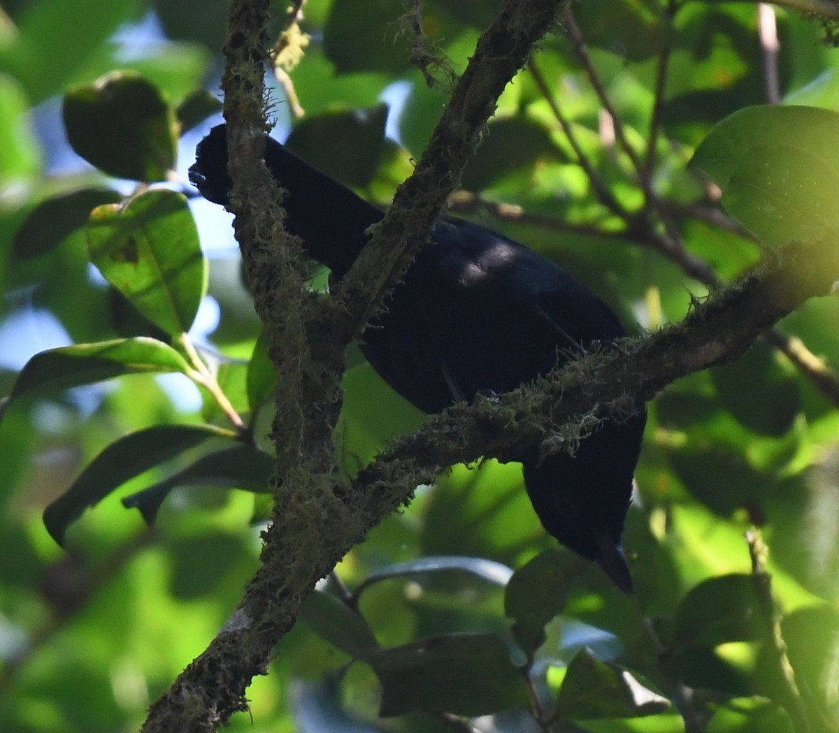 Willard's Sooty Boubou - ML607892521