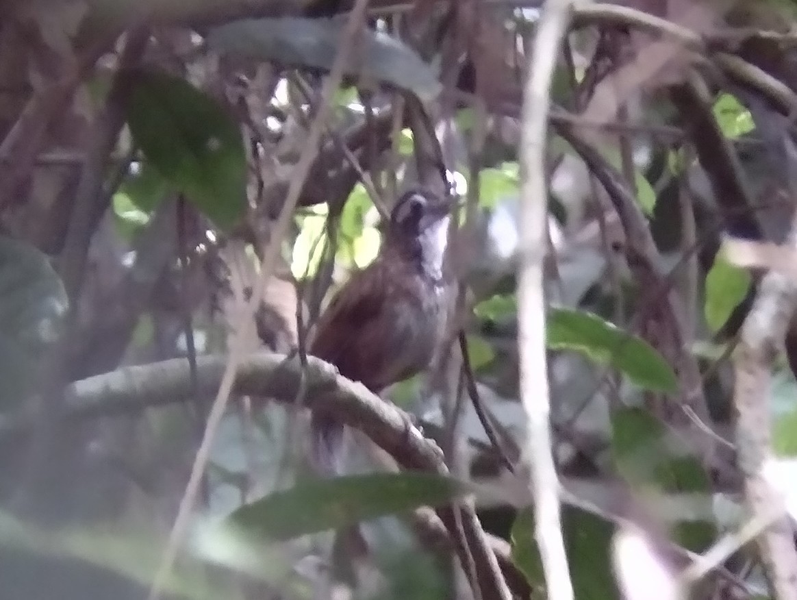 Large Wren-Babbler - ML607892721