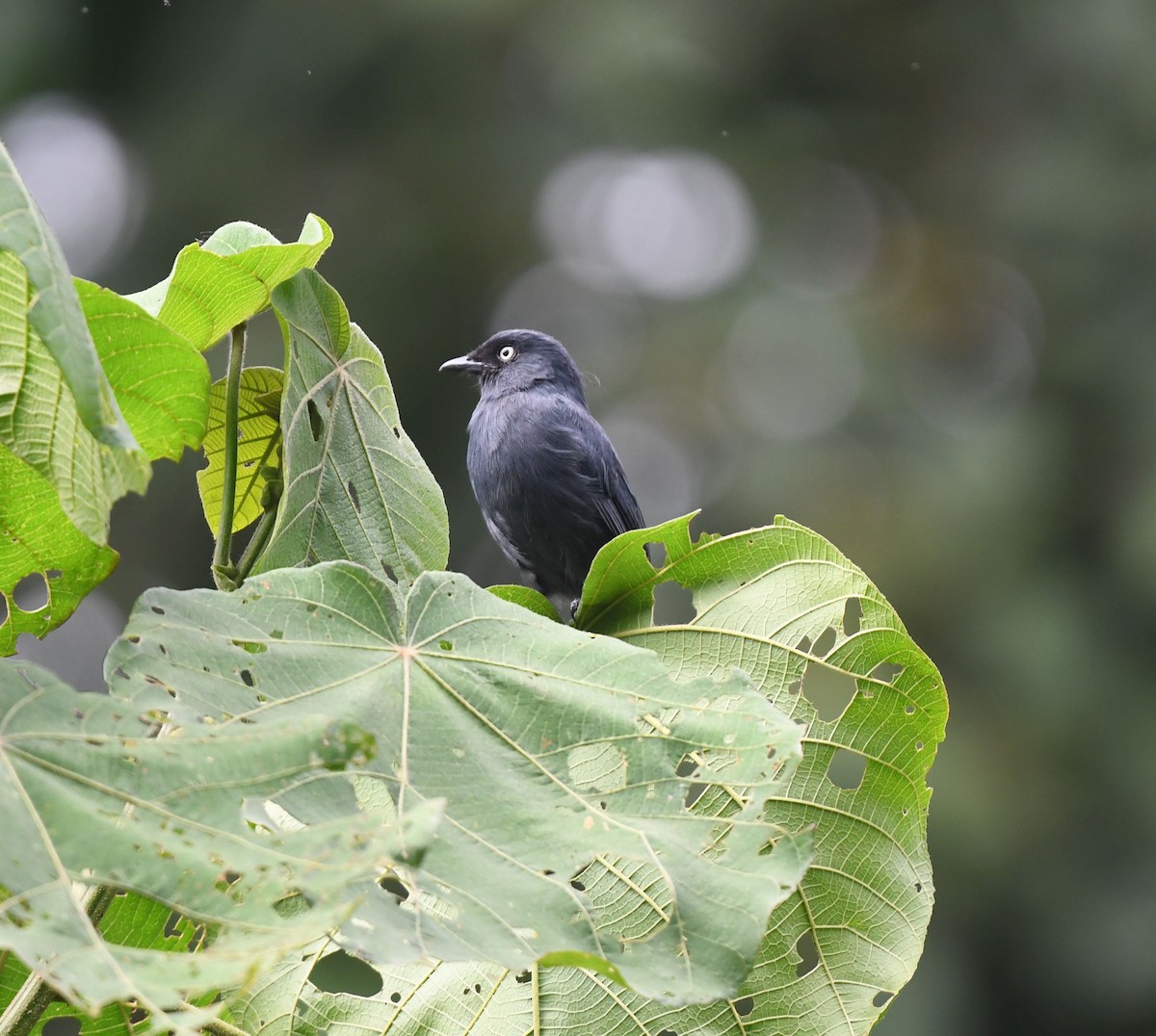 Yellow-eyed Black-Flycatcher - Frank Hawkins