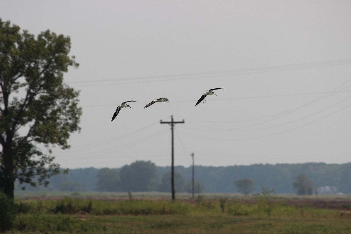 Black-necked Stilt - ML607893491