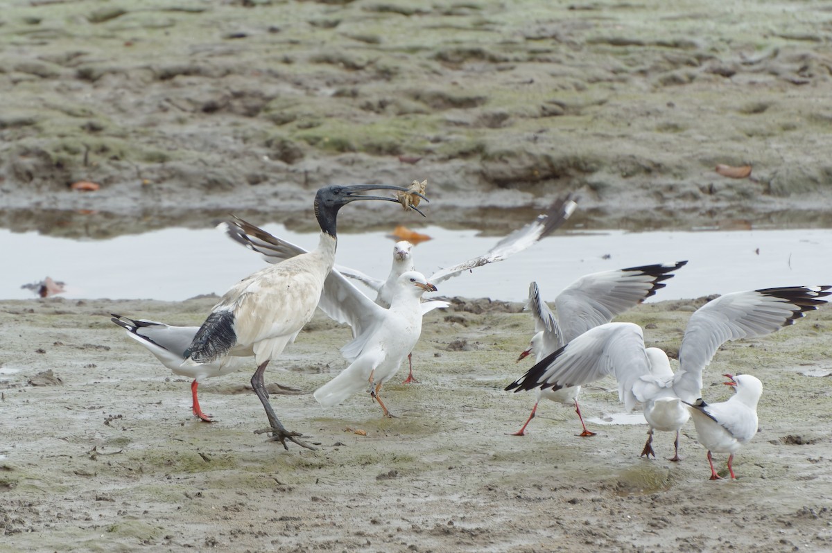 Ibis à cou noir - ML607893651