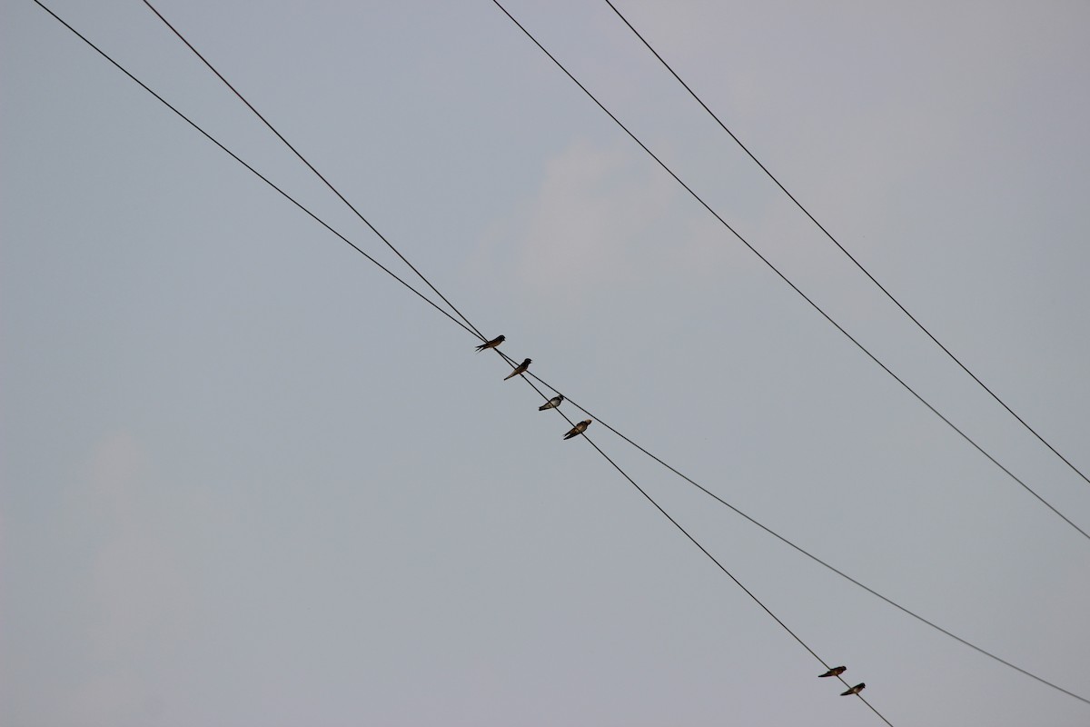 Barn Swallow - ML607893711