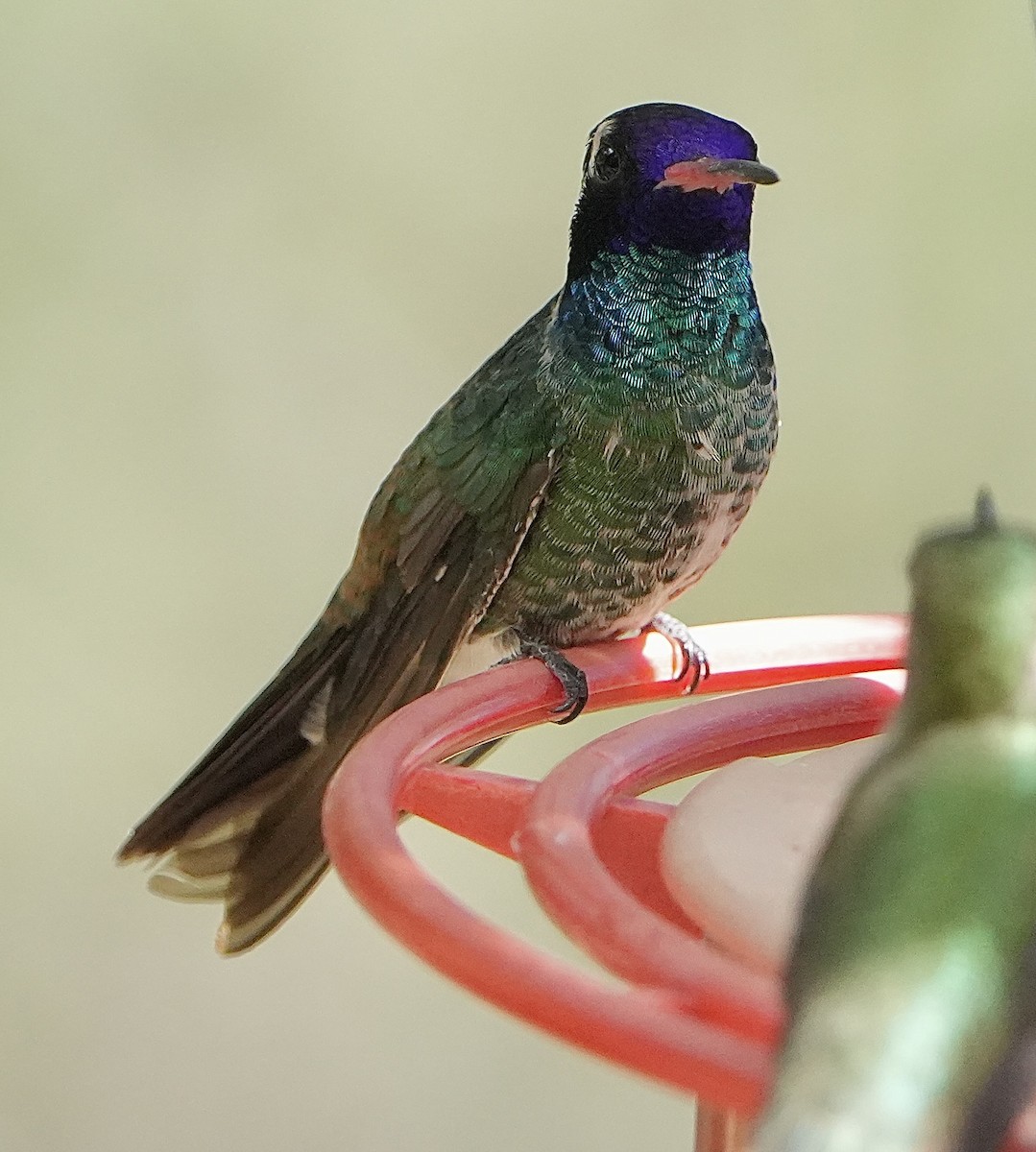 Colibrí Piquiancho Común - ML607893801