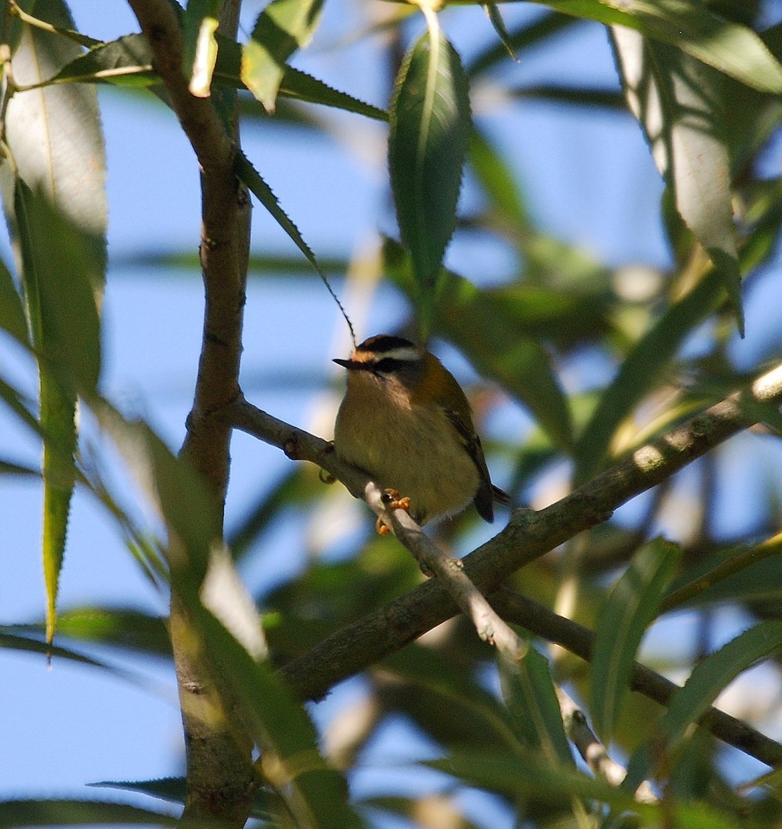 Common Firecrest - ML607894191