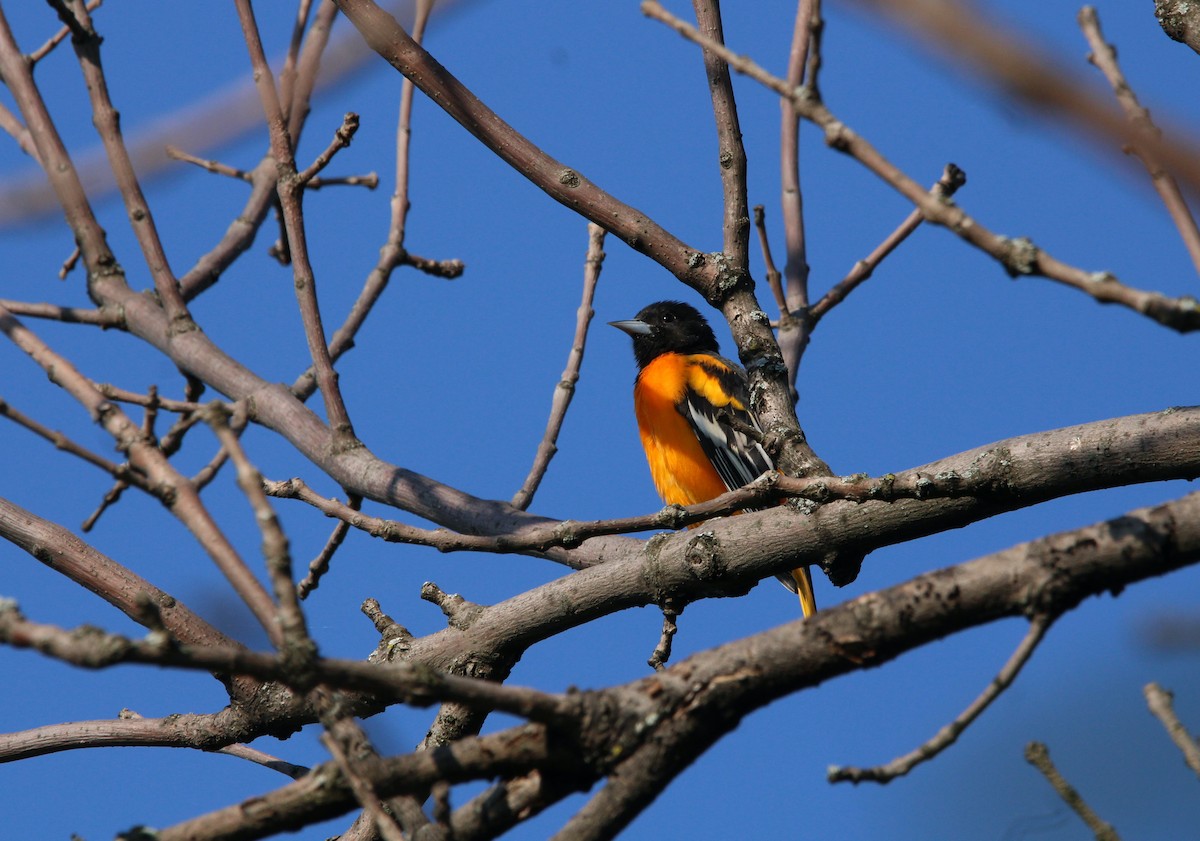 Baltimore Oriole - ML607894331