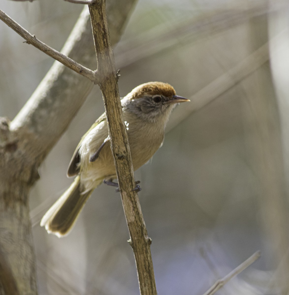 ML607894691 - Gray-eyed Greenlet - Macaulay Library