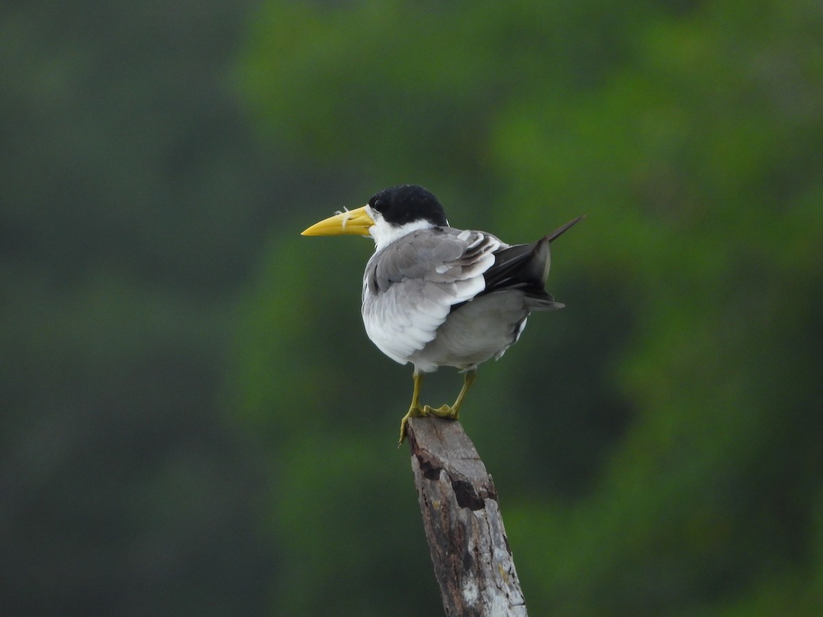 Large-billed Tern - ML607894781