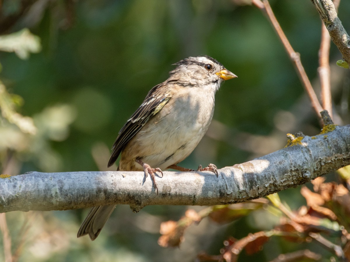 White-crowned Sparrow - ML607895021