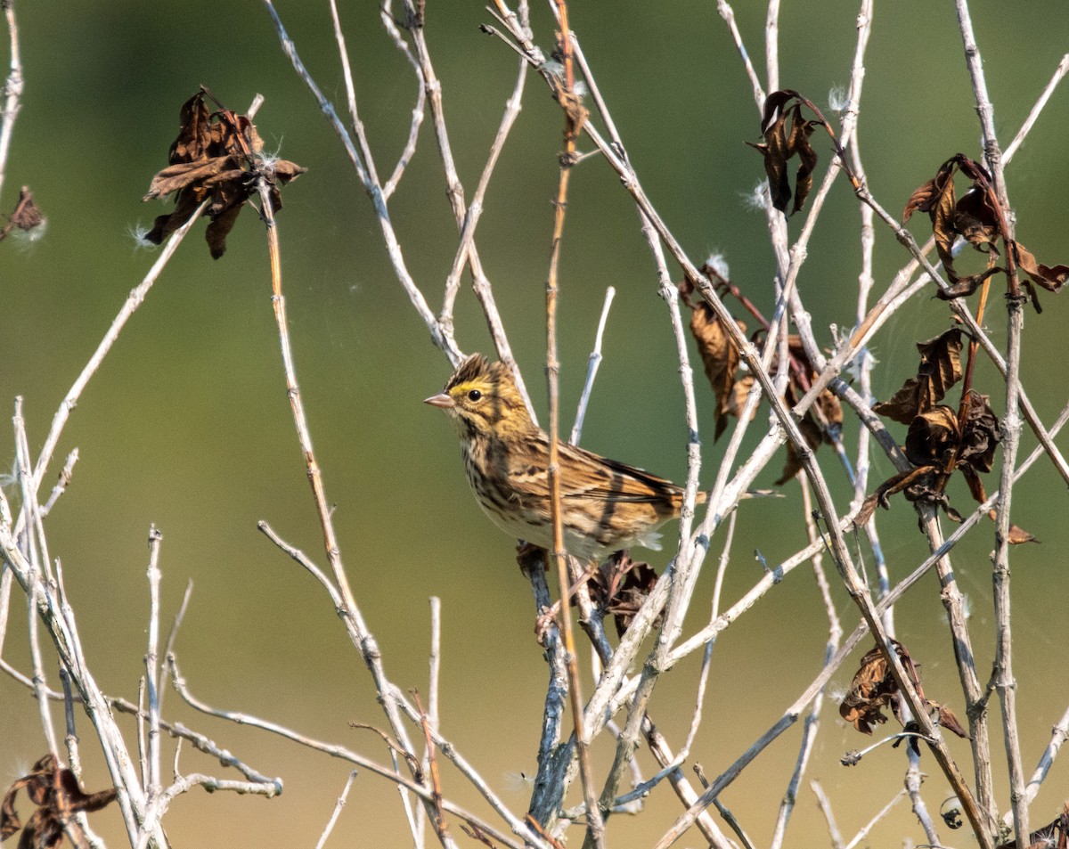 Savannah Sparrow - ML607895521