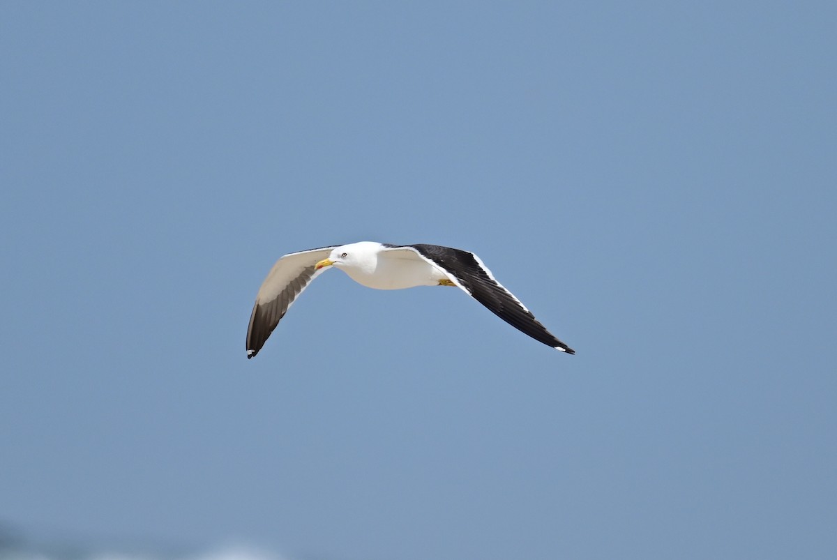 Lesser Black-backed Gull (fuscus) - Uriel Levy