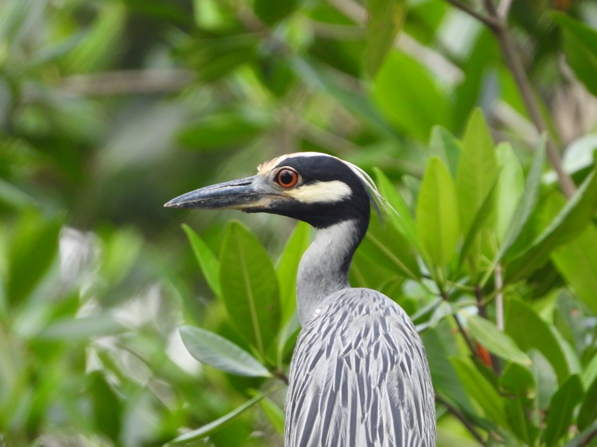 Yellow-crowned Night Heron - ML607896241