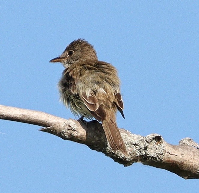 Willow Flycatcher - ML607896571