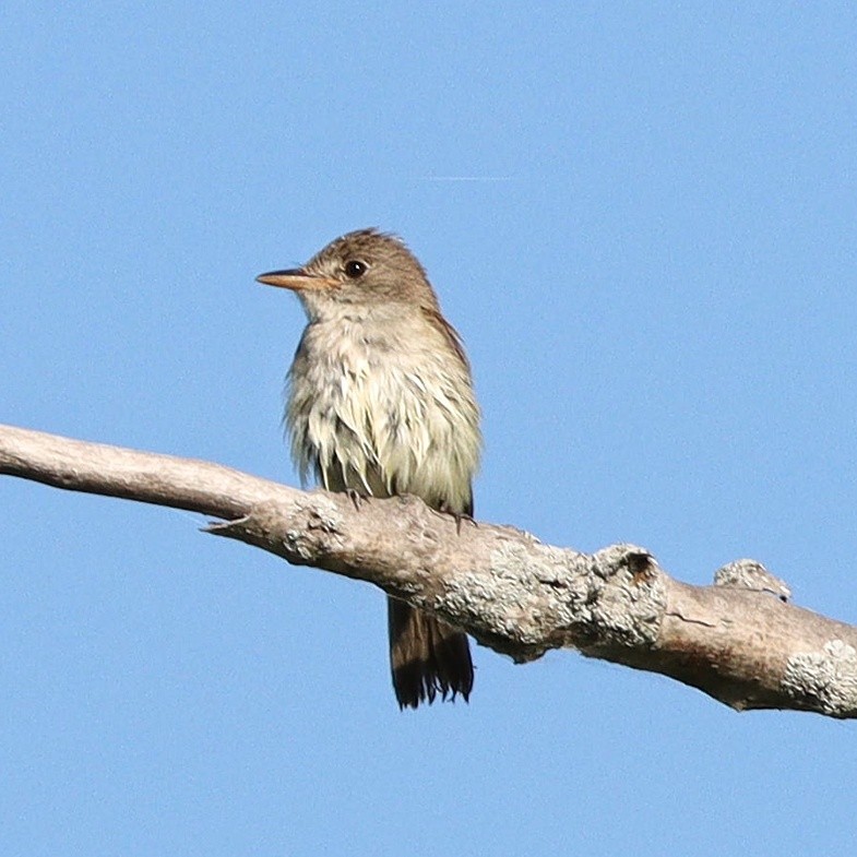 Willow Flycatcher - ML607896581