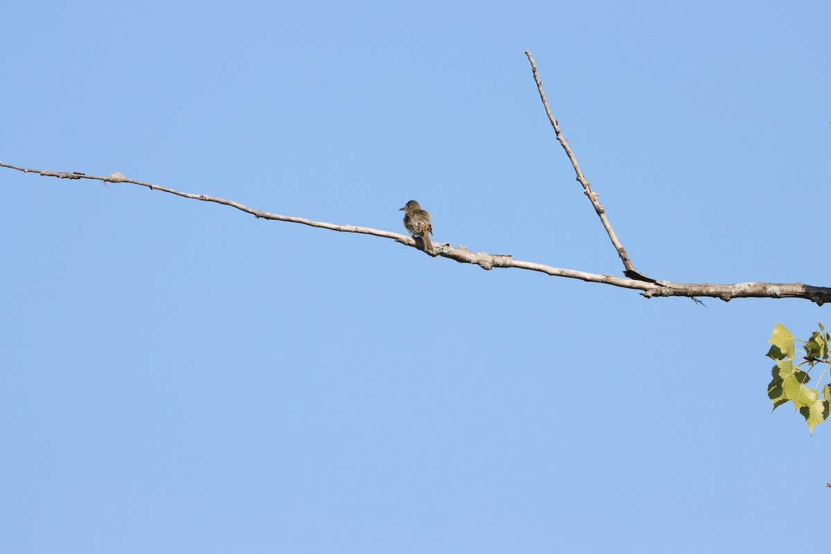 Willow Flycatcher - ML607896601