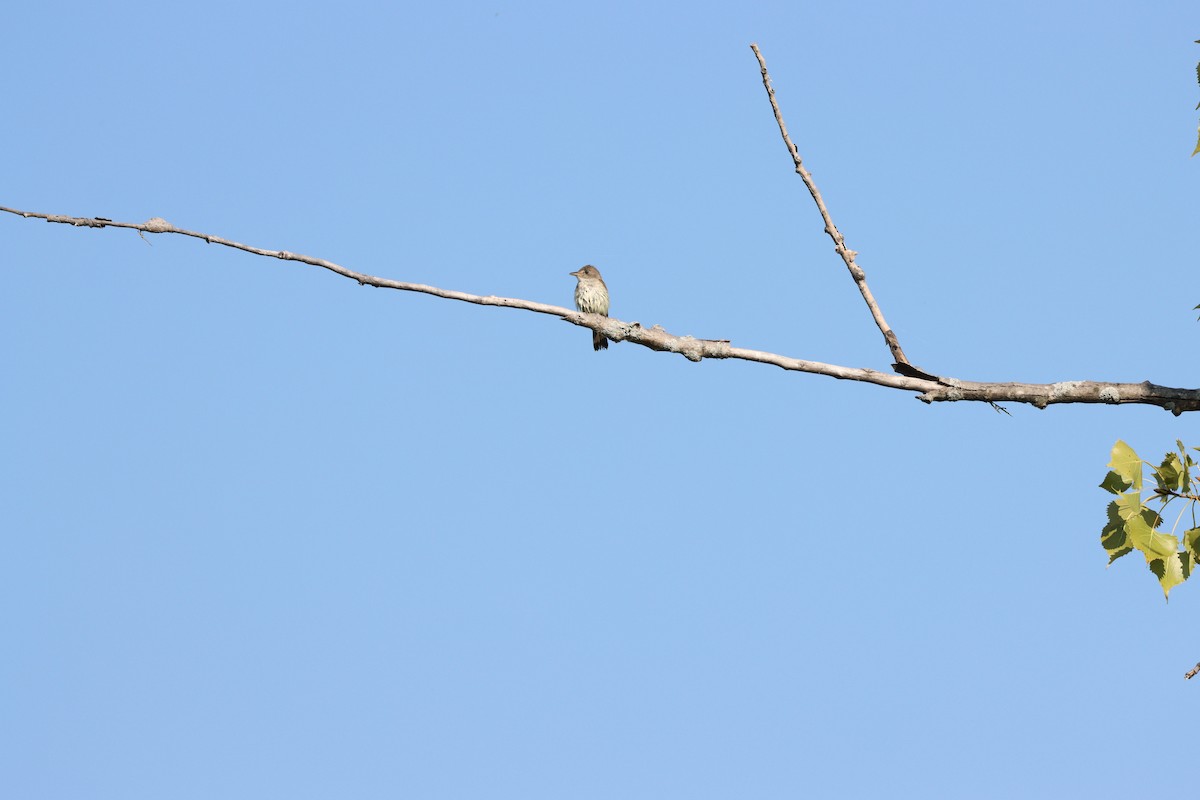 Willow Flycatcher - ML607896611