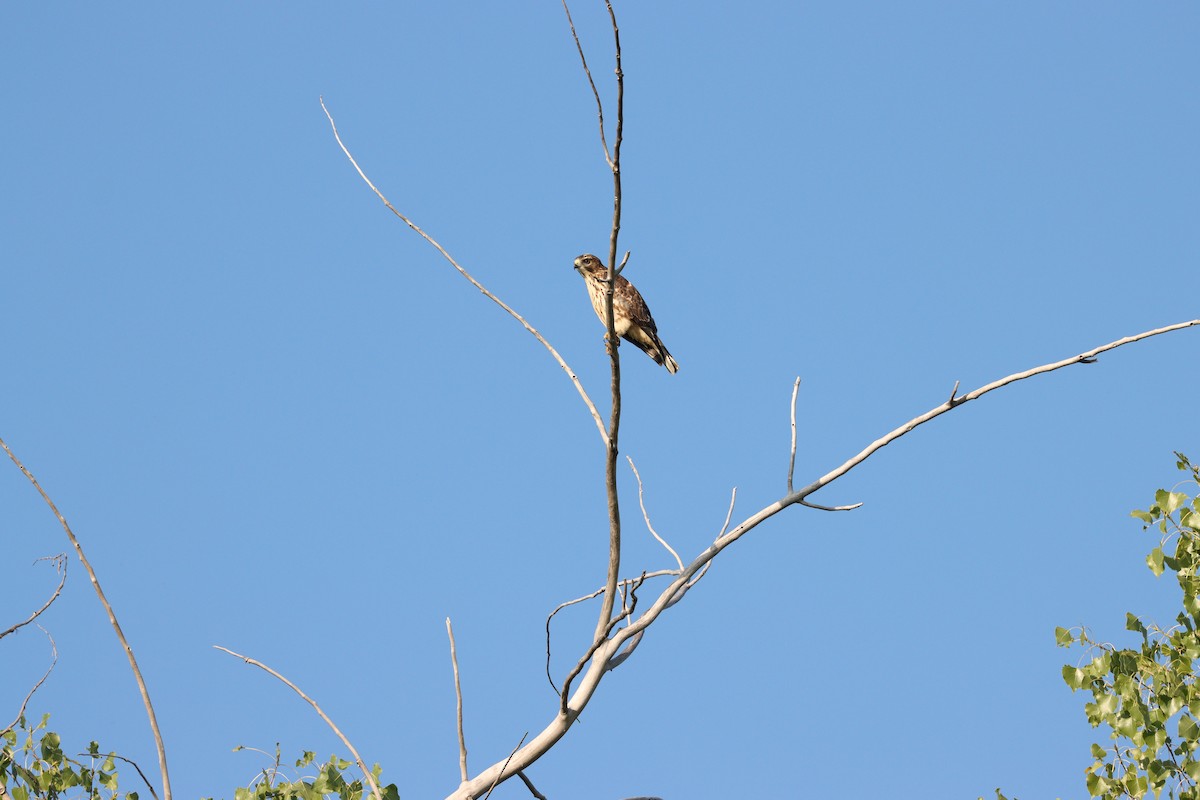 Broad-winged Hawk - ML607897211