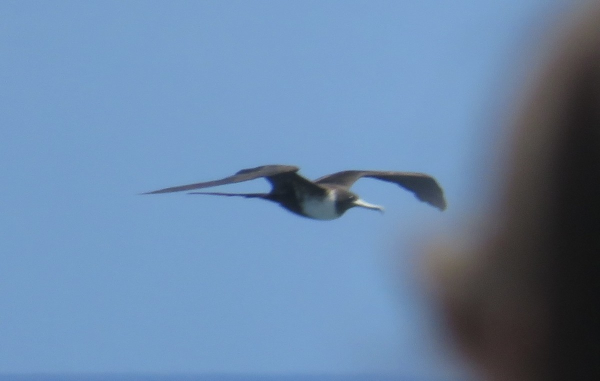 Magnificent Frigatebird - ML607898581