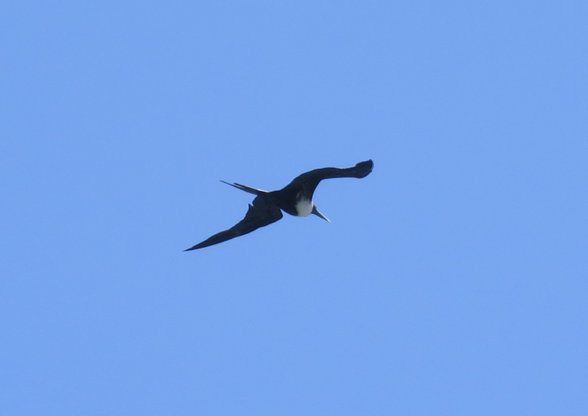 Magnificent Frigatebird - ML607898591