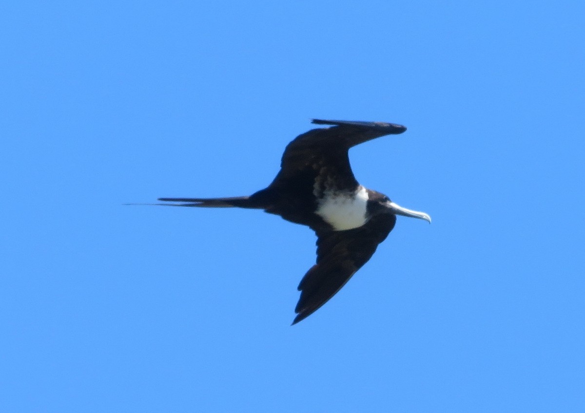 Magnificent Frigatebird - ML607898601