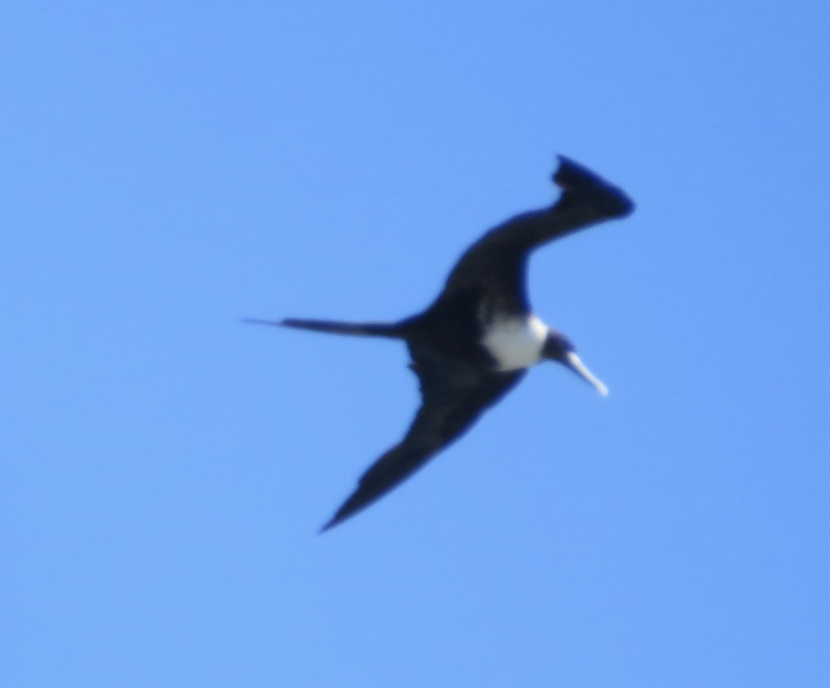 Magnificent Frigatebird - ML607898611