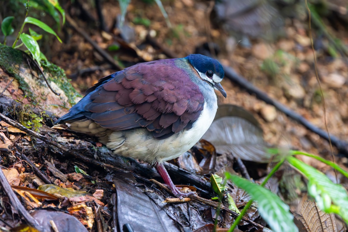 Purple Quail-Dove - Neil Broekhuizen