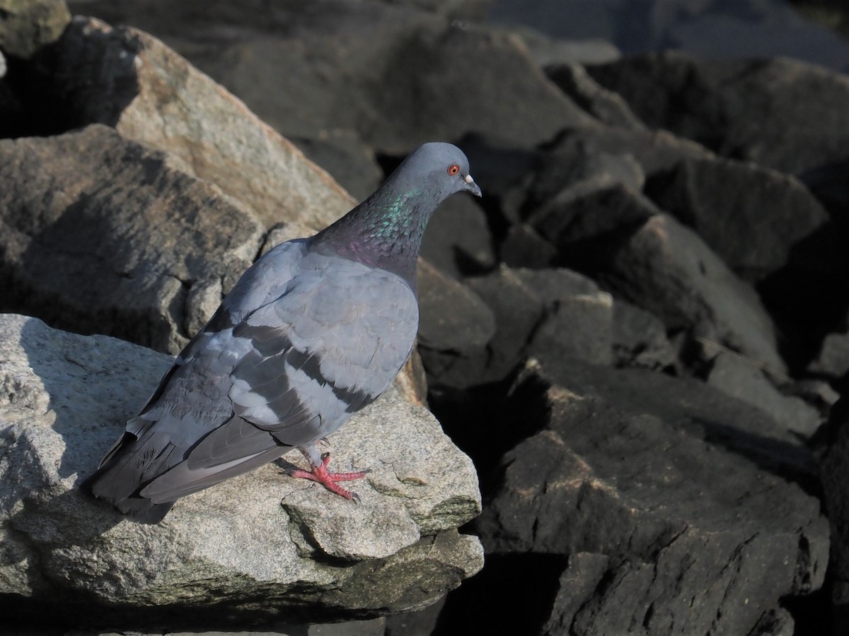 Pigeon biset (forme domestique) - ML607901331