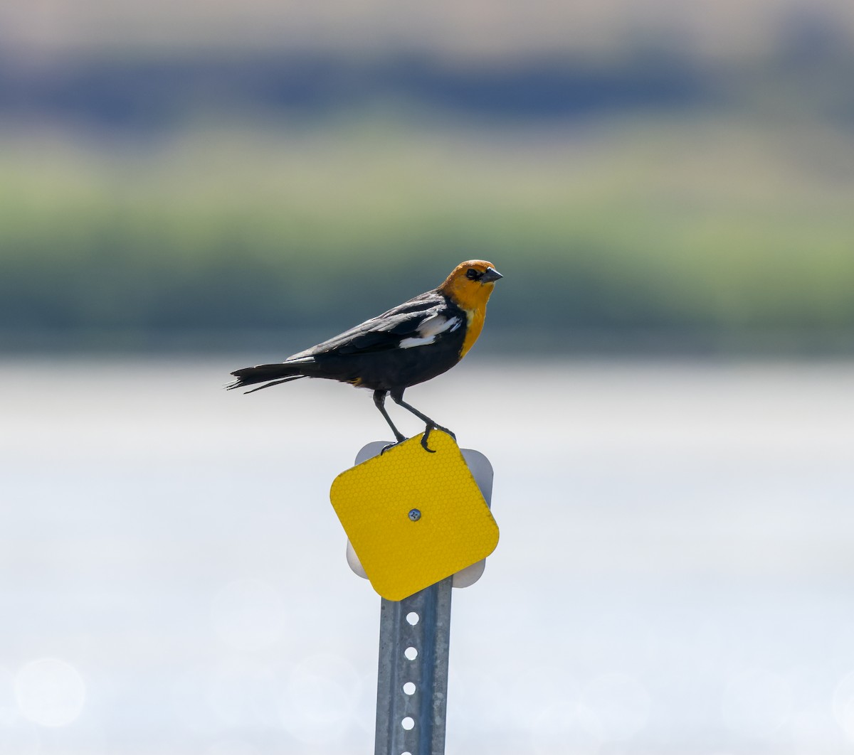 Yellow-headed Blackbird - Michael Millner