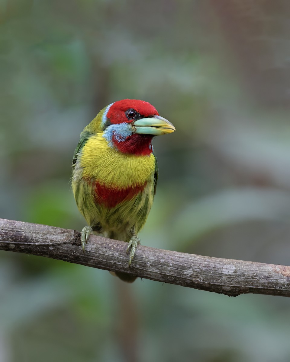 Versicolored Barbet - ML607902231