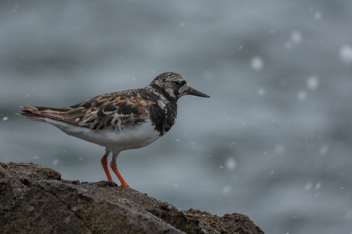 Ruddy Turnstone - ML607902411