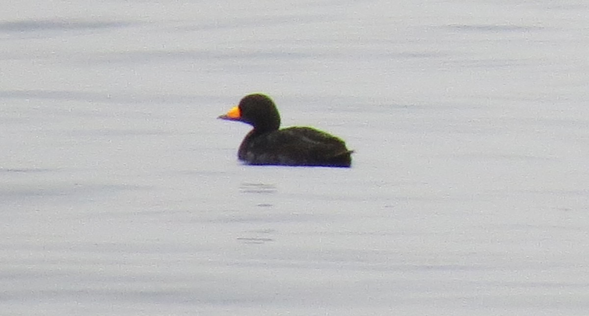 Black Scoter - ML607902791