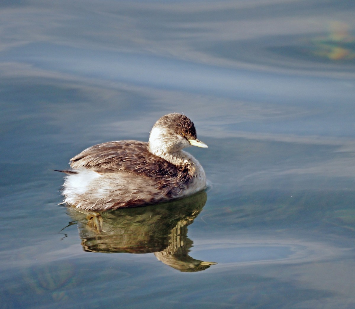 Hoary-headed Grebe - ML607903011