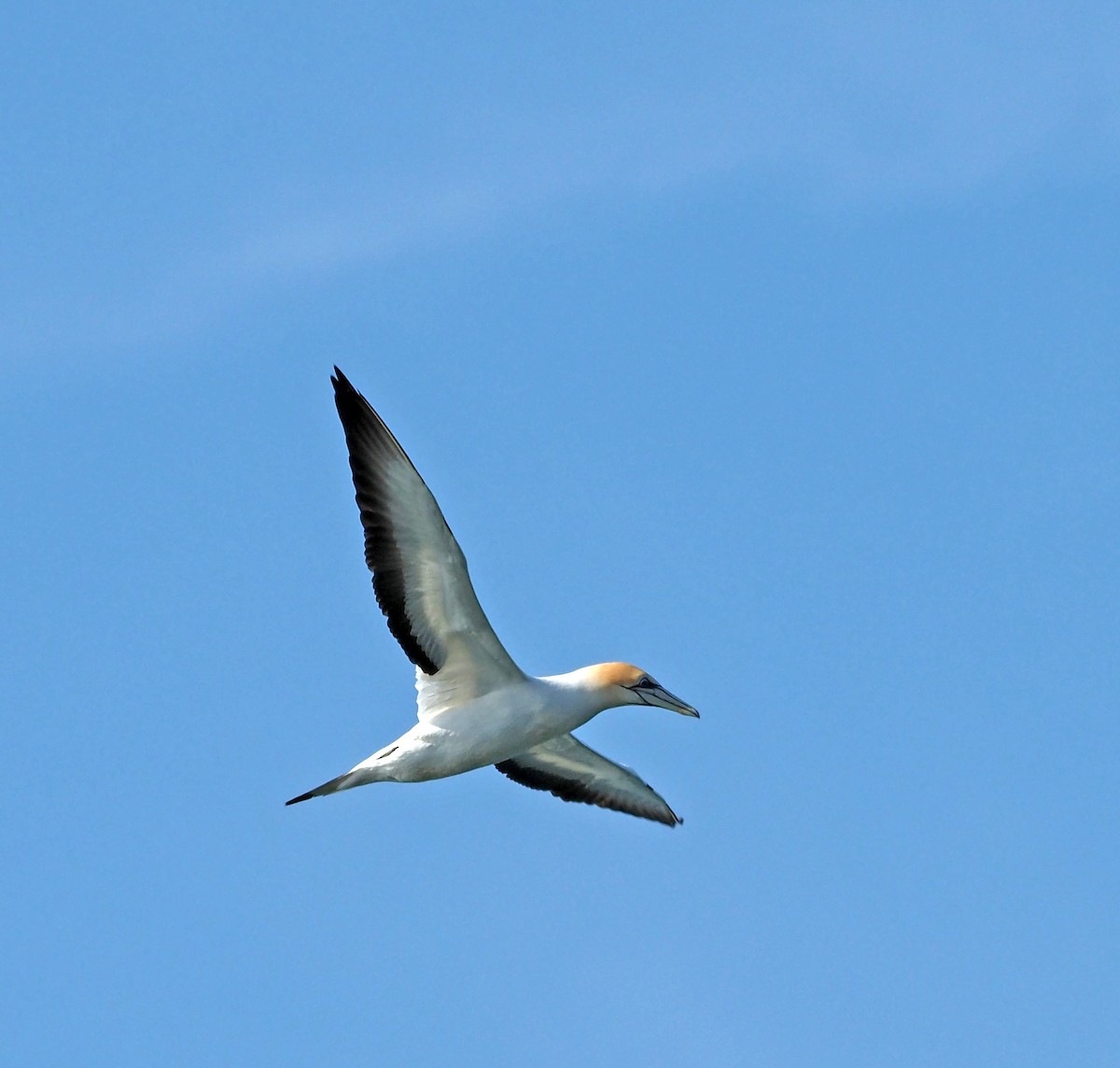 Australasian Gannet - ML607903151