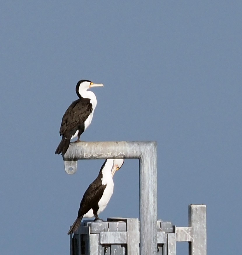 Pied Cormorant - Steve Law