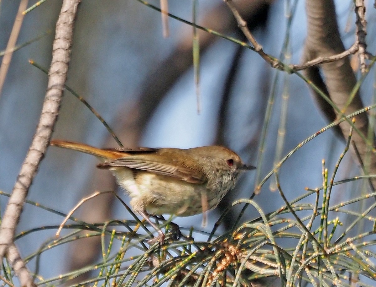 Brown Thornbill - ML607903461