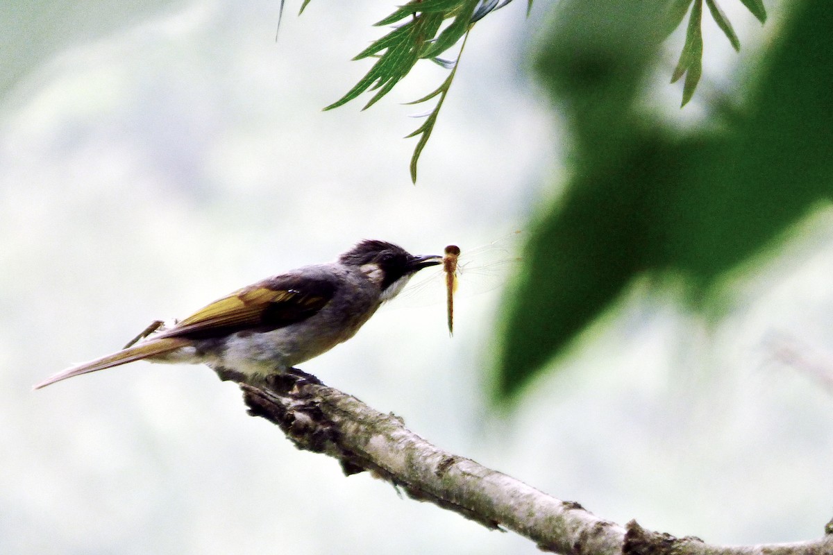 Ashy Bulbul - ML607903541