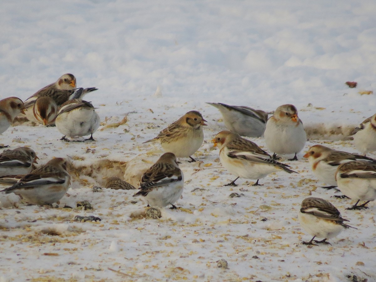 Lapland Longspur - Steve Butterworth