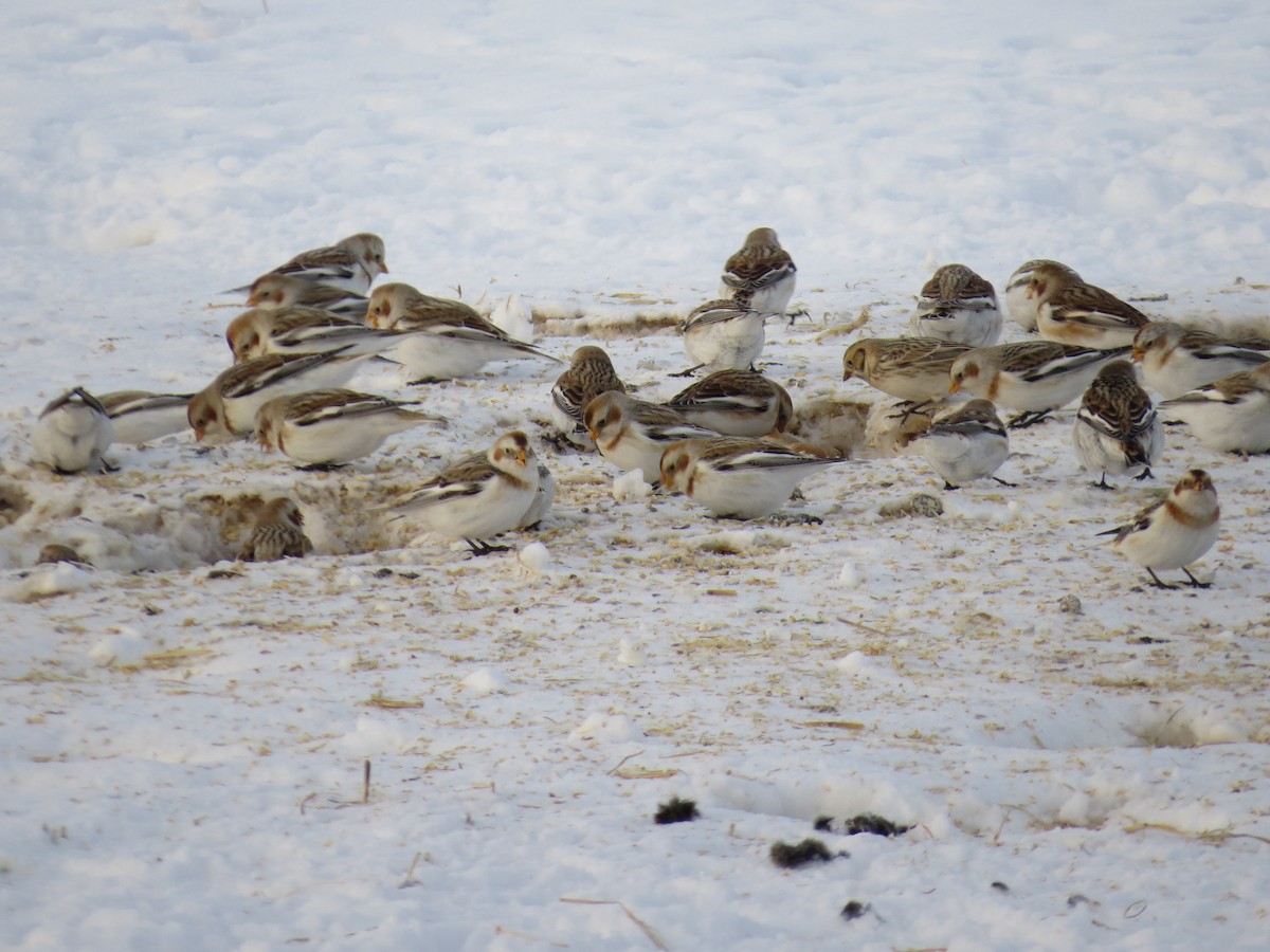 Lapland Longspur - Steve Butterworth