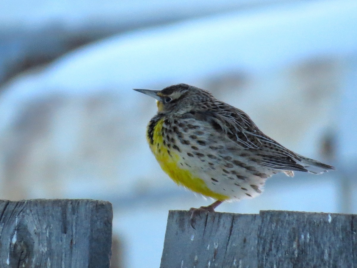 Western Meadowlark - Steve Butterworth