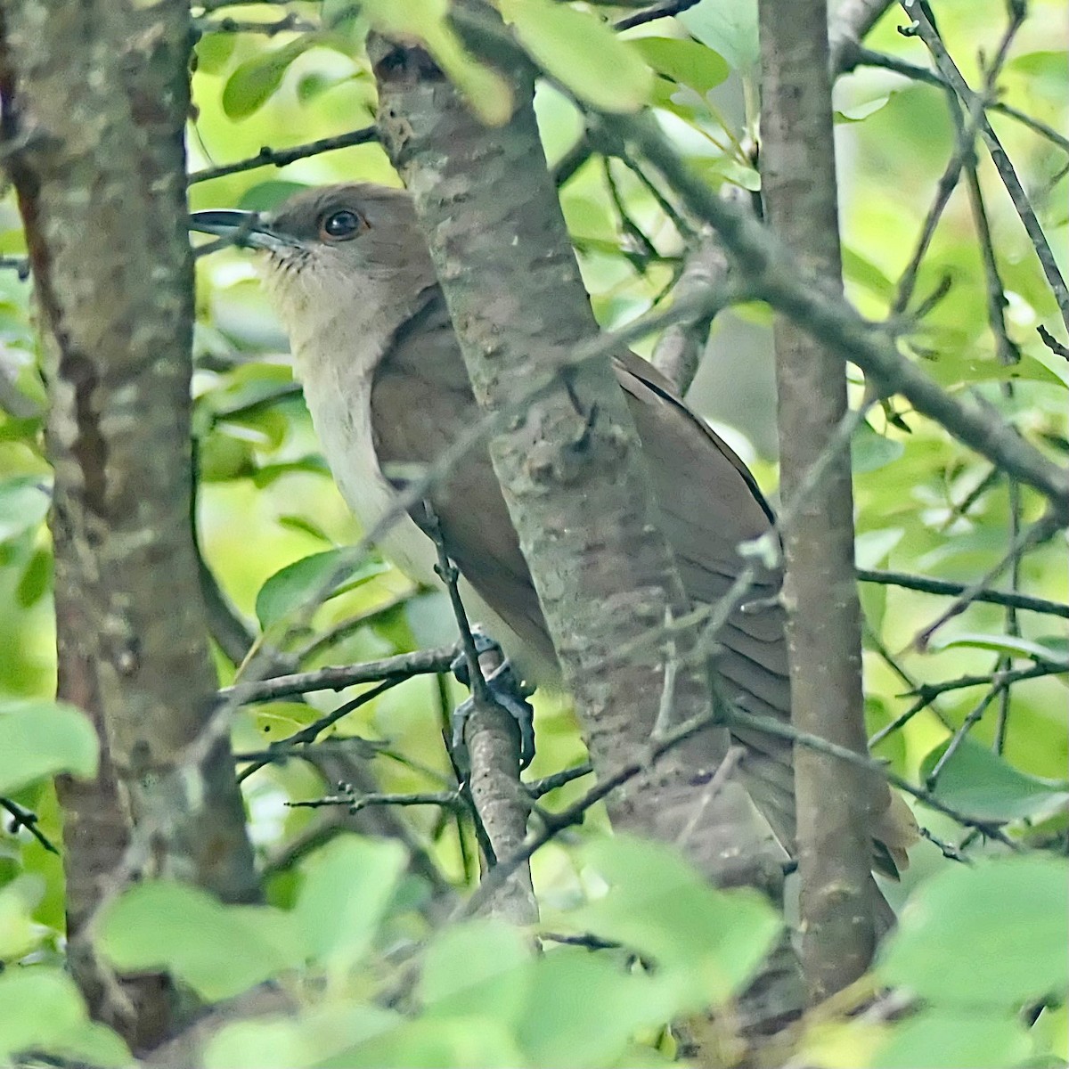 Black-billed Cuckoo - ML607904671